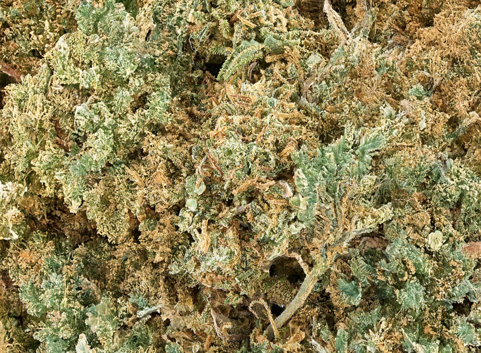 fotografia-cannabis-florcbd-Amnesia-20