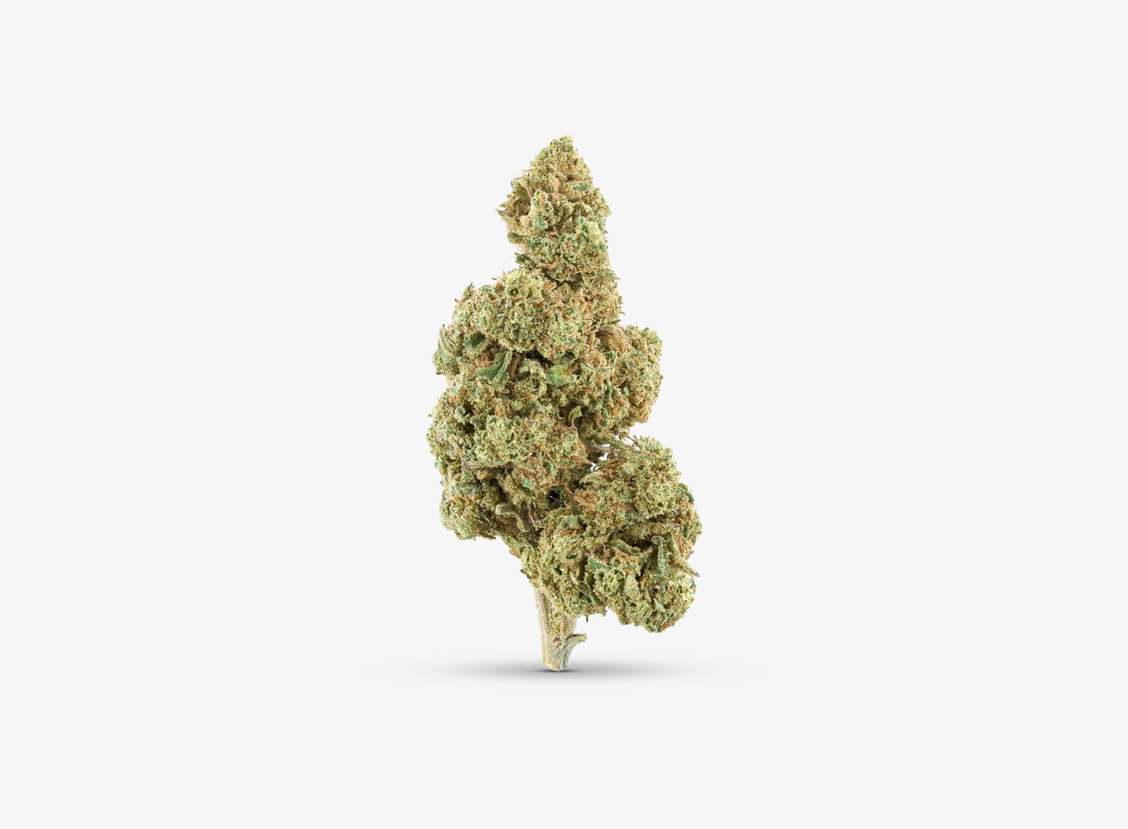 fotografia-cannabis-florcbd-Gelato-10