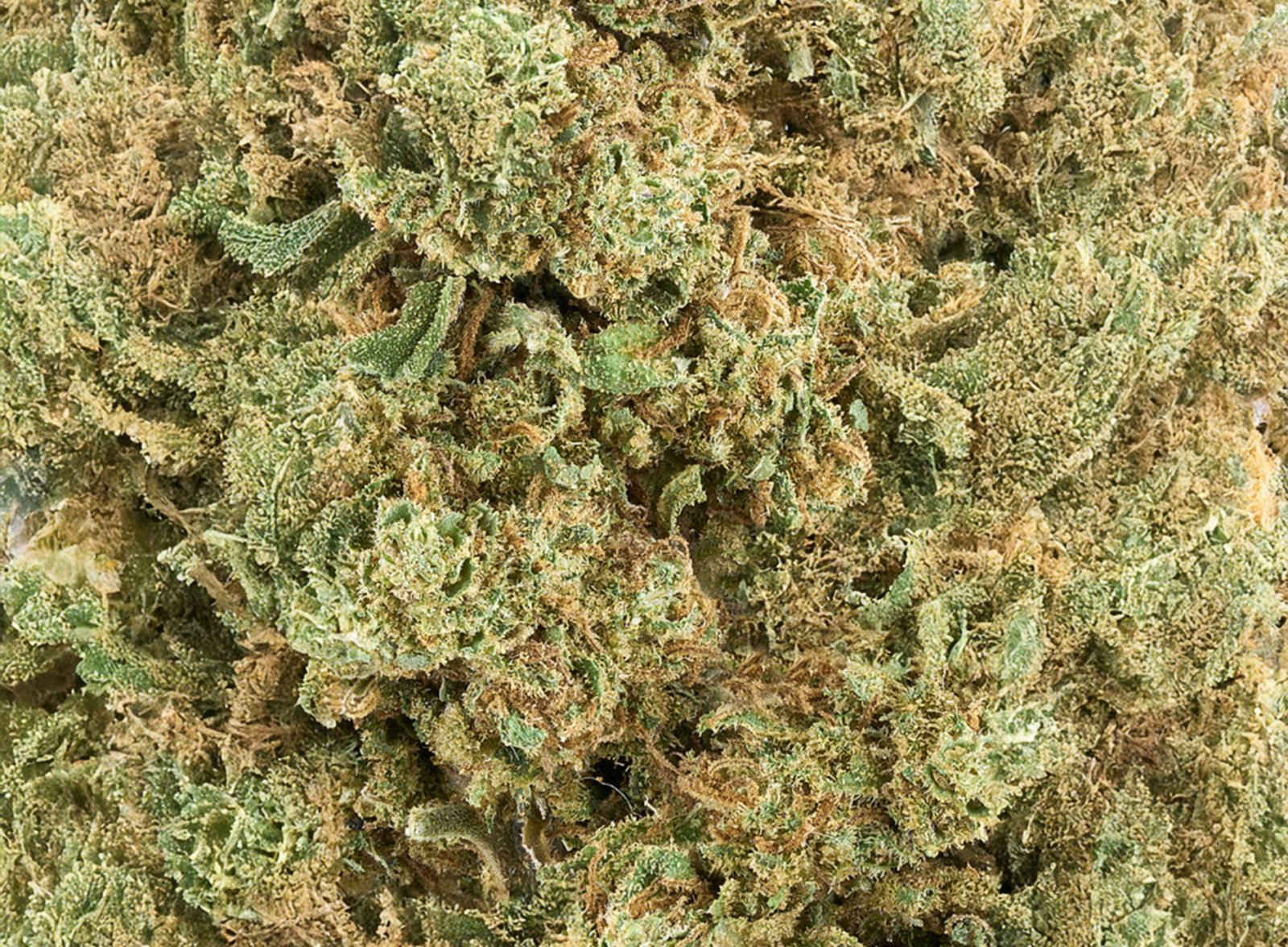fotografia-cannabis-florcbd-Gelato-20